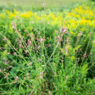 Pink and yellow flowers in a prairie.