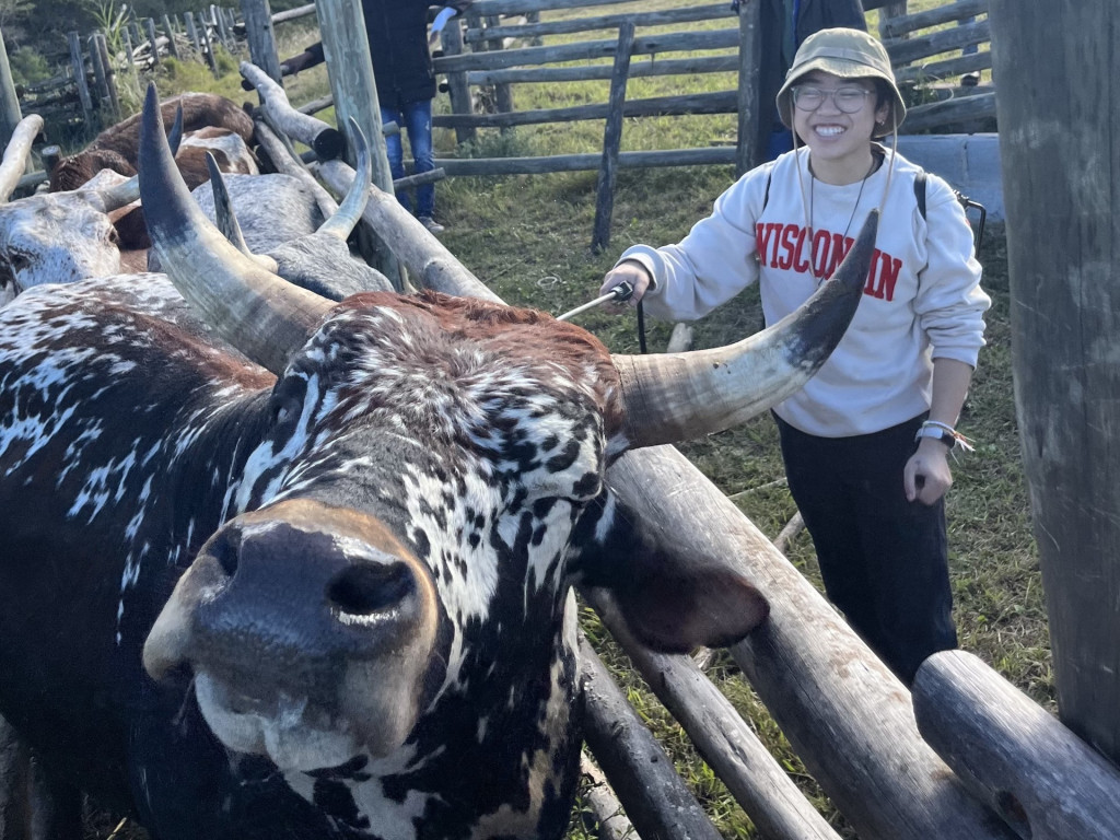 A woman is shown with a cow.