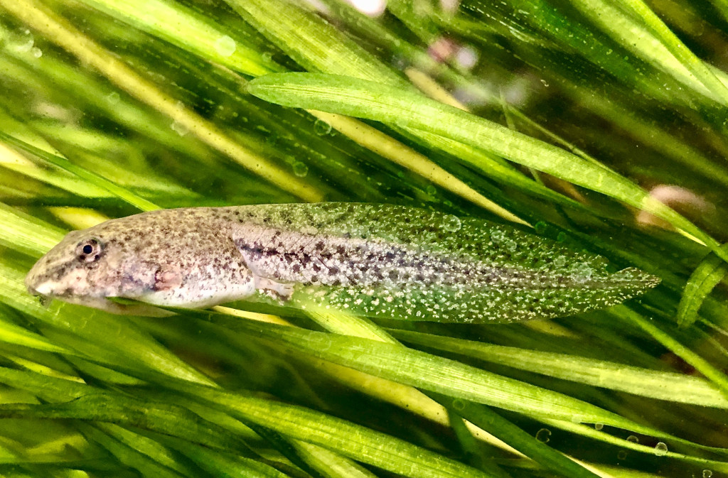 A speckled tadpole swims through green aquatic grass.