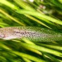 A speckled tadpole swims through green aquatic grass.