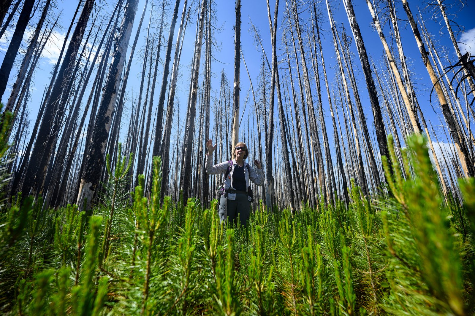 Monica Turner stands in the Berry Glad fire area surrounded by bare tree trunks