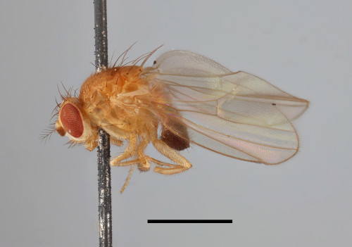 Close-up of bright yellow fruit fly. 