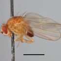 Close-up of bright yellow fruit fly.