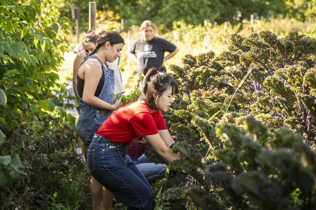 A group of students cut kale leaves from plants nearly as tall as themselves.