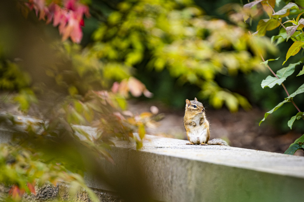 A chipmunk sits upright on the ledge of a stone wall. He is surrounded by red, orange and green foliage and looking directly to the camera.