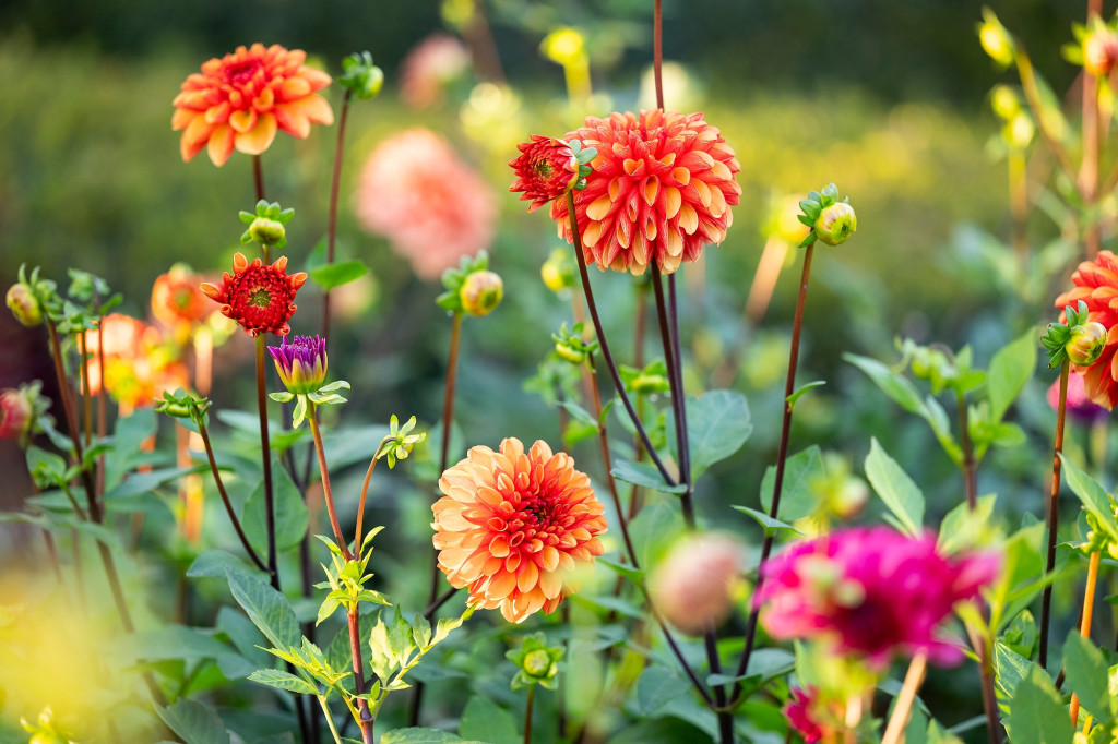 A bouquet of orange Dahlia flowers growing in Allen Centennial Garden