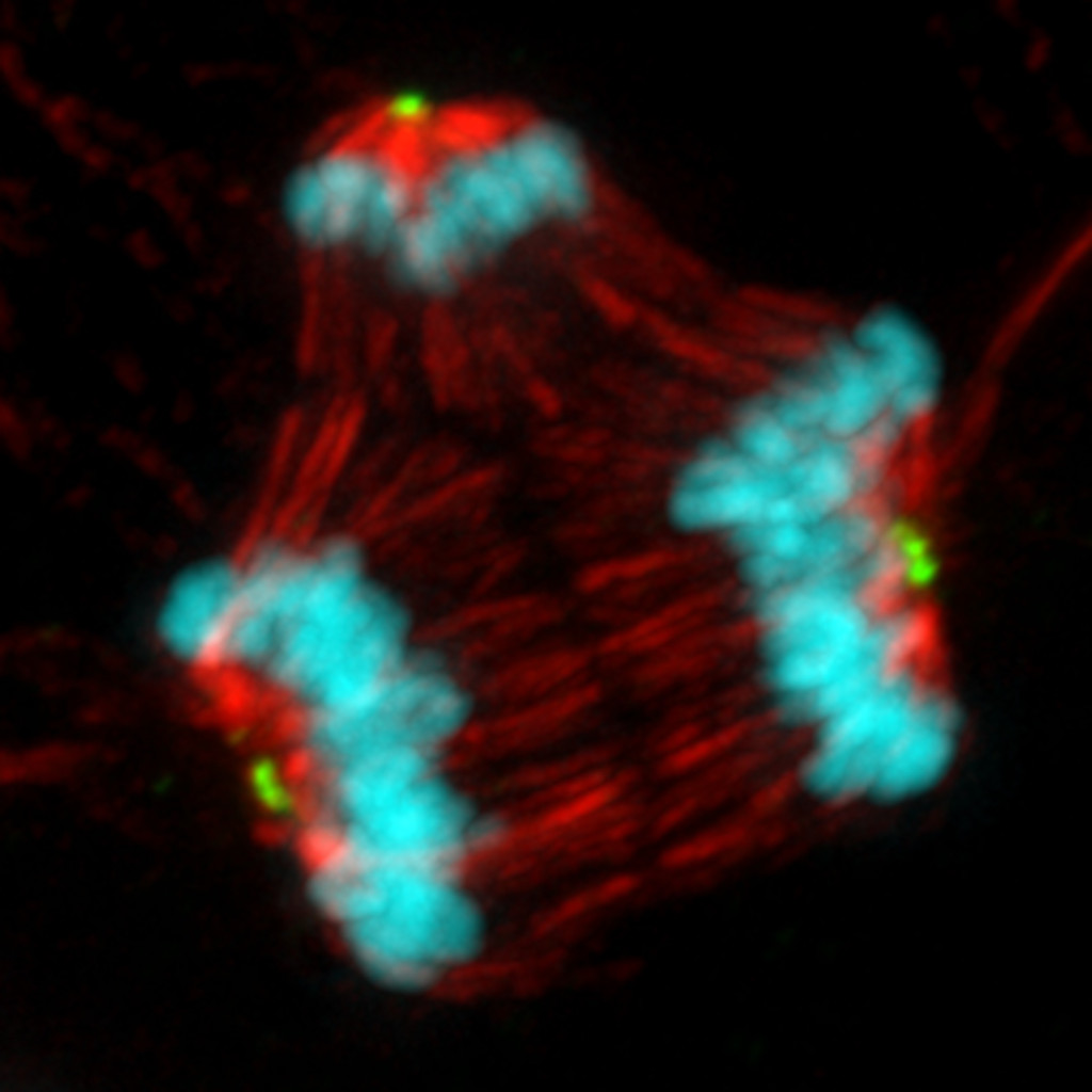 In this image of irregular cellular division, three blue and red orbs arranged in a triangle are connected by countless thin red lines.