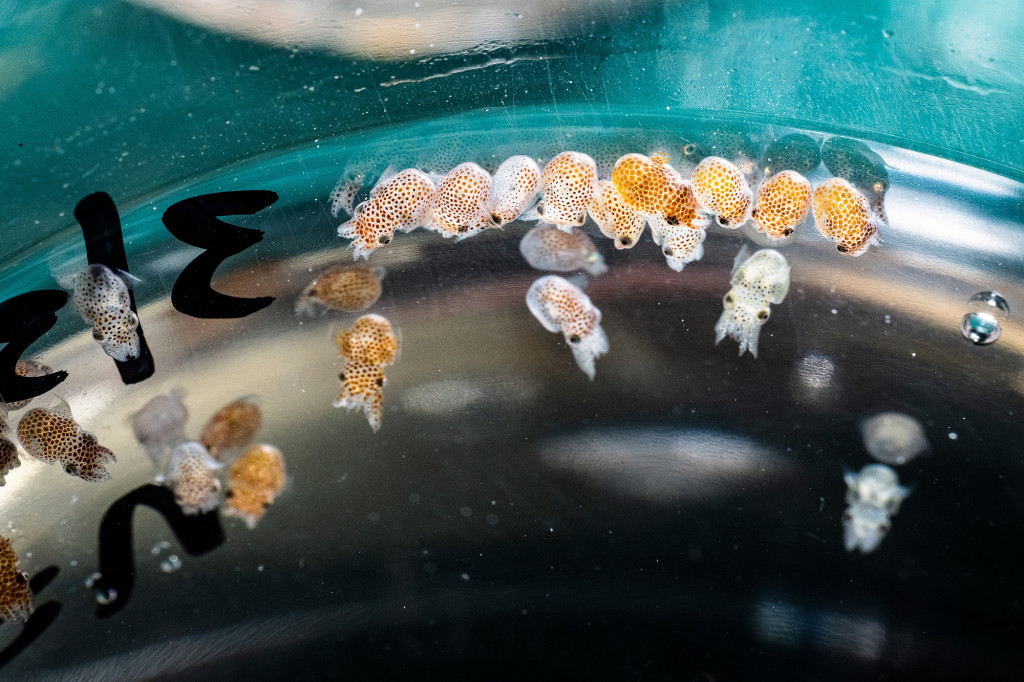 In a close-up photo of a glass cup holding tiny baby squid that cling to the side of the glass. They are white with brown spots, resembling the patterns on a giraffe, only much, much smaller.