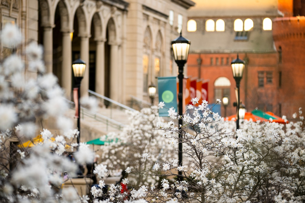 A photo of cherry trees in bloom in front of the steps of Memorial Union, a large sandstone building with Italianate columns.