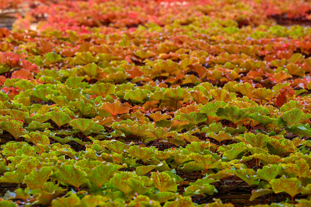 A close-up photo of ivy growing on the side of a red brick building. The ivy is turning from green to red.