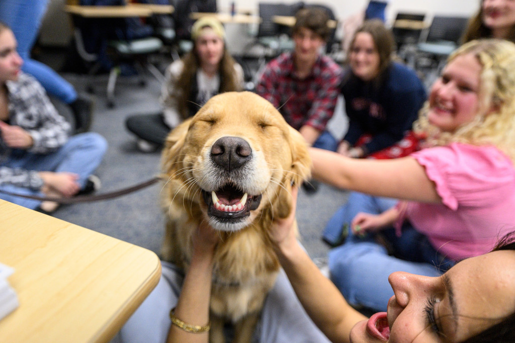 A person pets a dog.