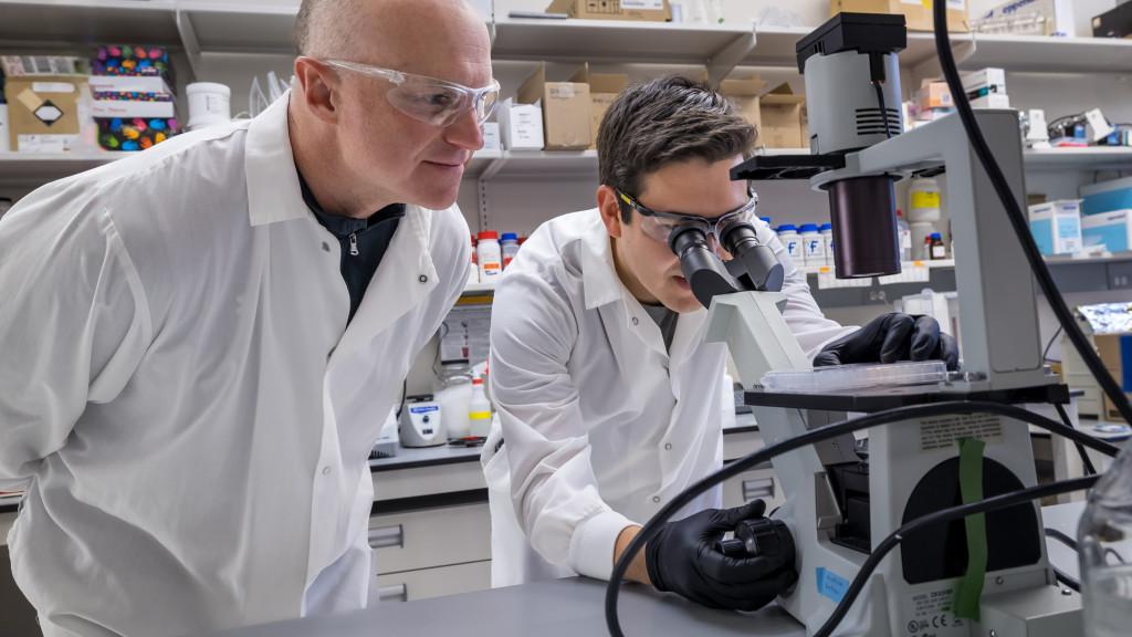 Two men in white lab coats, black latex gloves and safety goggles stand at a workbench in a bioengineering lab. One man looks into a microscope and adjusts one of its dials while the other man leans in and looks on.