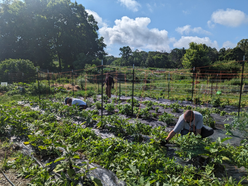 Rows of green crops grow under a bright blue sky. Volunteers crouch down to pick the harvest.