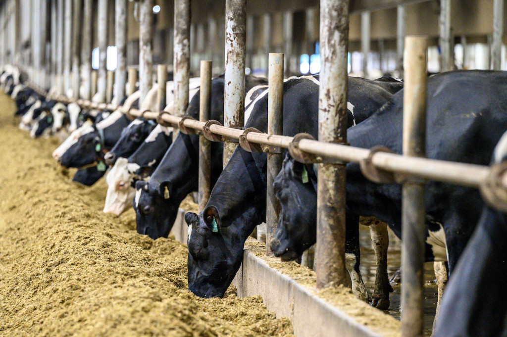 Cows in a barn lean through iron bars to eat silage.