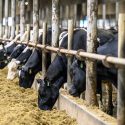 Cows in a barn lean through iron bars to eat silage.