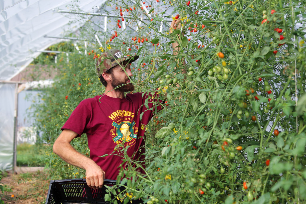 A man in a greenhouse leans into a tall, vining tomato plant to pick ripe tomatoes.