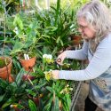 A woman snips away at a green plant in a greenhouse.