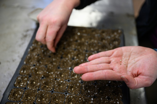 Two hands planting seeds are pictured.