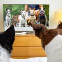 In a photo shot from behind, two dogs sit on a sofa and watch dogs on a TV screen in a living room.