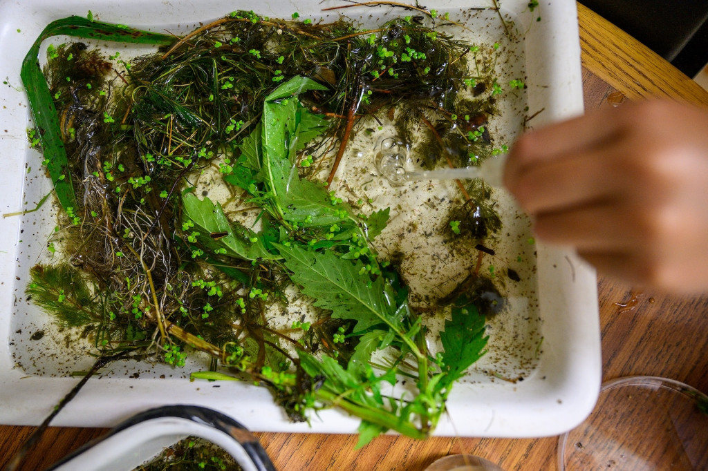 A hand dips into a container full of water that's green and full of seaweed.