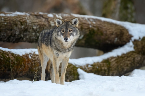 A gray wolf stands alert in a snow-covered forest.