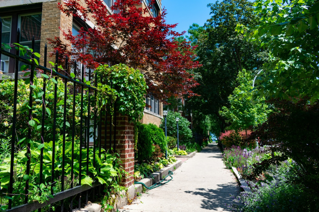 A beautiful summer sidewalk scene with trees and plants and residential buildings in Rogers Park Chicago