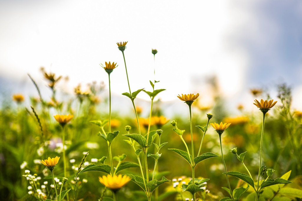 A picture of a number of wildflowers and grasses in a field.