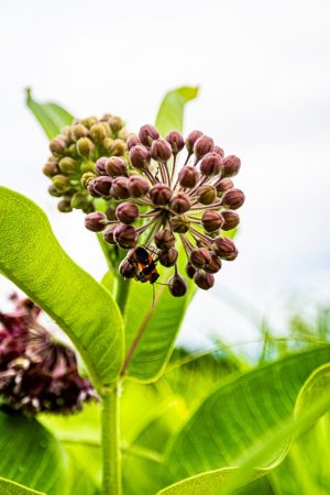 A plant with green leaves and purple blossoms is pictured.