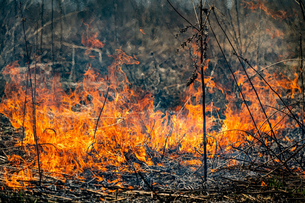 An orange fire consumes brush.