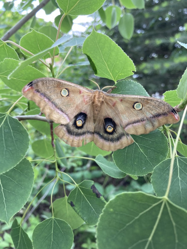 A moth is shown fanning its wings.