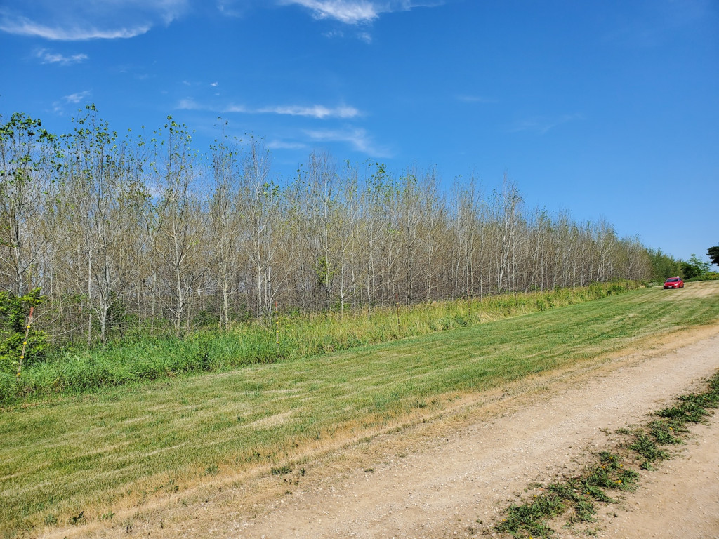 A row of trees with no leaves.