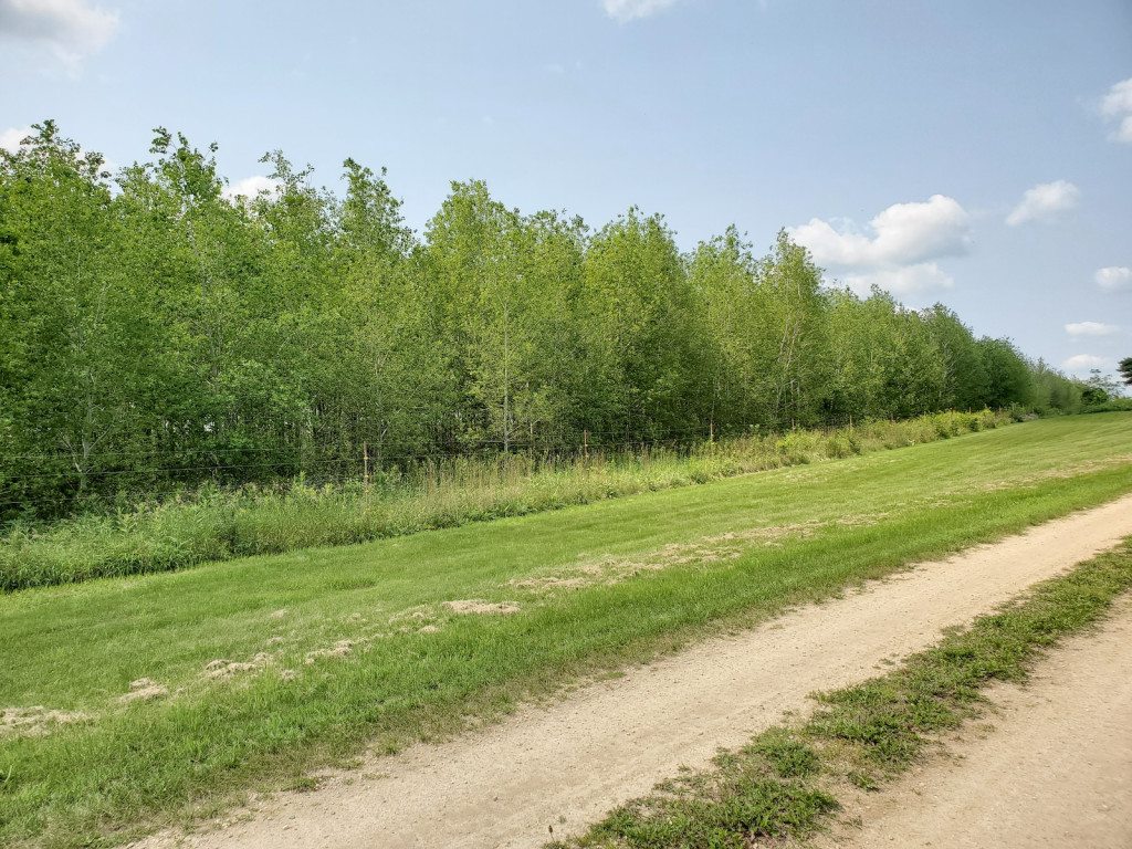 A row of trees with green leaves.