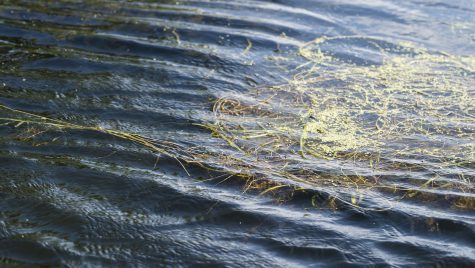 A lake's surface is shown, with algae floating and ripples on the water.