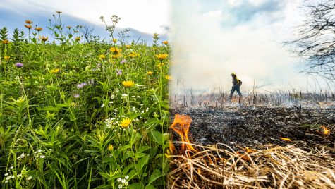 A photo illustration that combines an image of a lush green prairie blooming with yellow, white and purple flowers on the left with a photo of a burn crew member walking through a charred field with smoke rising in the background and a small flame in the foreground.