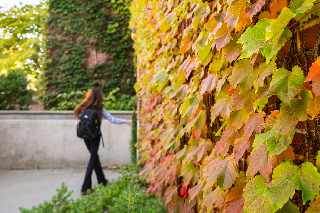 A pedestrian walks by a building covered with ivy.