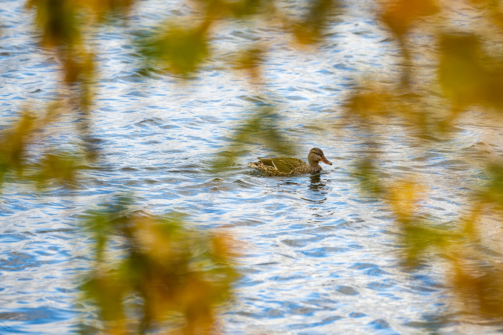 A duck swims on the lake, and colorful fall foliage is seen in the foreground.