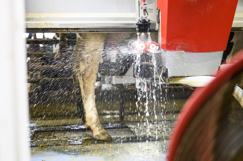 Photograph showing a cown being washed.