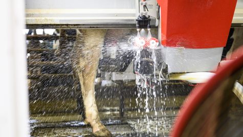 Photograph showing a cown being washed.