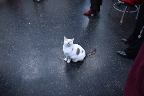 A cat sits on a floor and looks up at the camera.