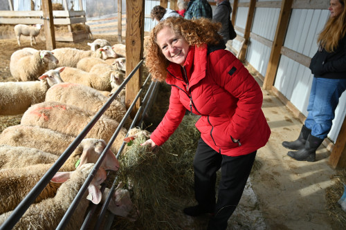 A woman pets a sheep, next to a pen containing many sheep.