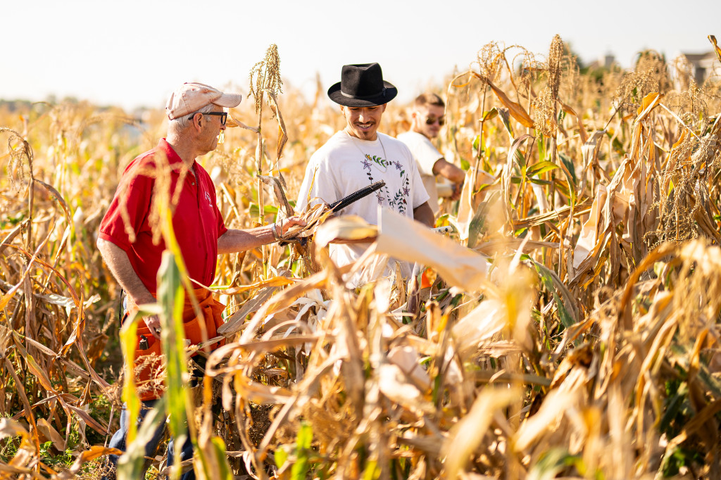 Two people standing in a sunlit field of corn look at an ear of corn.