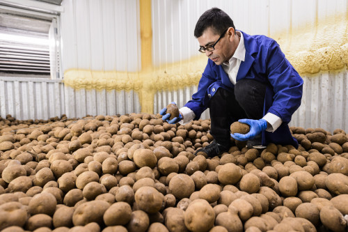 A man sorts through a bunch of potatoes.