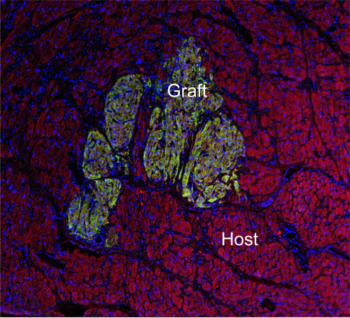 A photo shows cells grouped in green, amid a red background. The green cells are labelled "graft", the red background cells are labelled "Host".