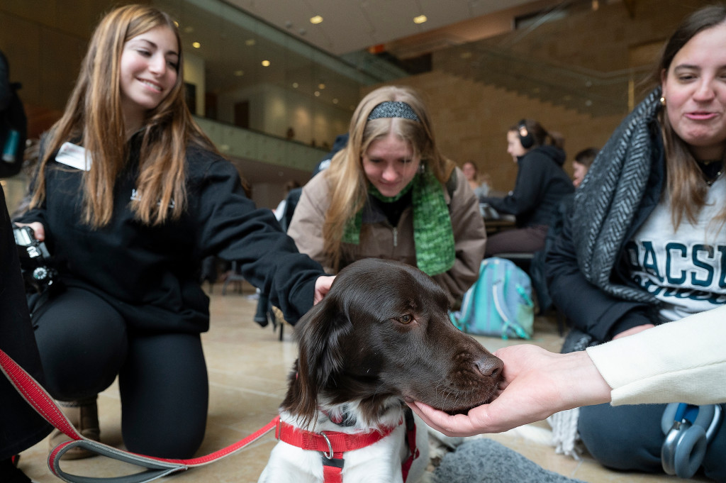 Three women pet a dog.