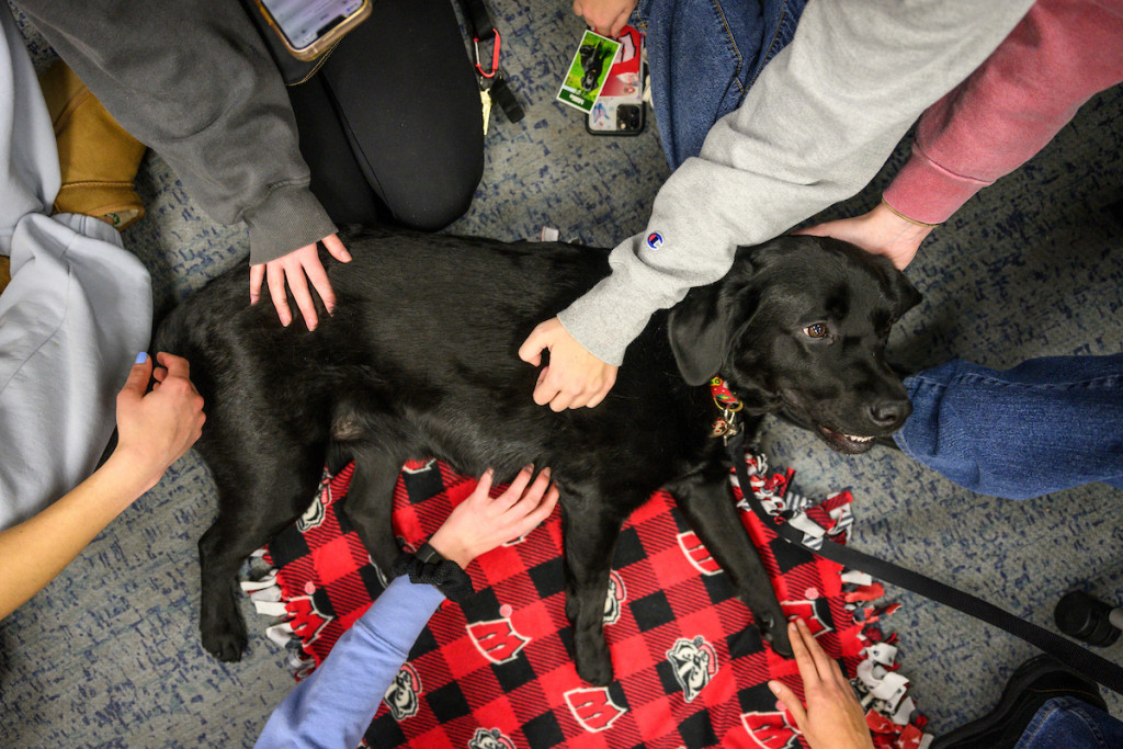 A dog lays down, and hands extended toward her from all sides pet her.