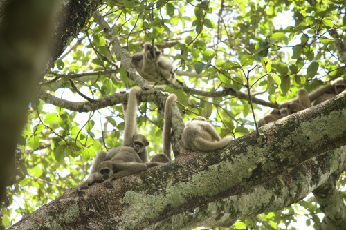 Some monkeys play on a tree branch.