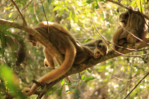 Some monkeys play on a tree branch.